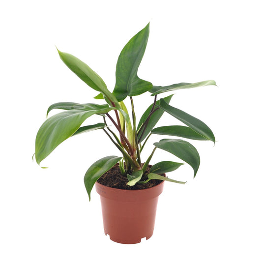 Philodendron Florida Green Ø12cm – Pflegeleichte Zimmerpflanze