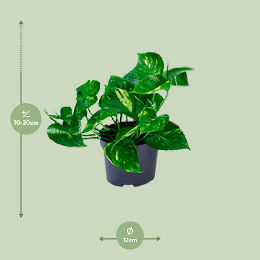 Epipremnum Aureum – Pflegeleichte Kletterpflanze Ø12cm