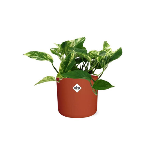 Scindapsus Marble Queen in ELHO b.for soft Rond 14cm Brique