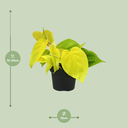 Philodendron Lime – Pflegeleichte & elegante Zimmerpflanze Ø12cm