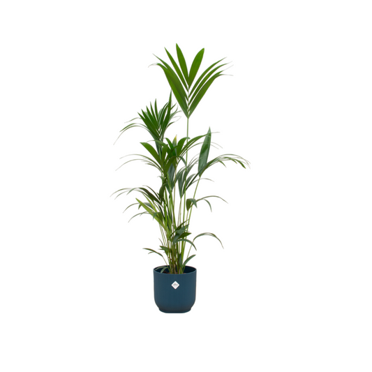 Kentia Palme mit elho Vibes Fold Round Topf Blau – 160 cm