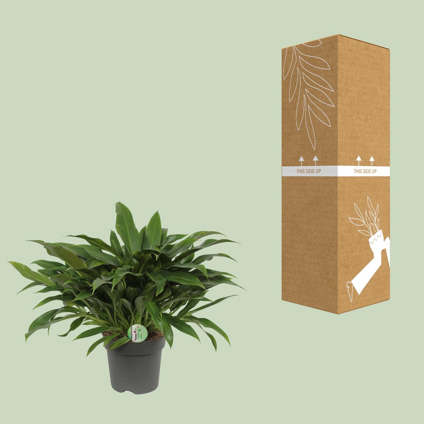Philodendron Little Phil – pflegeleichte Zimmerpflanze Ø17cm
