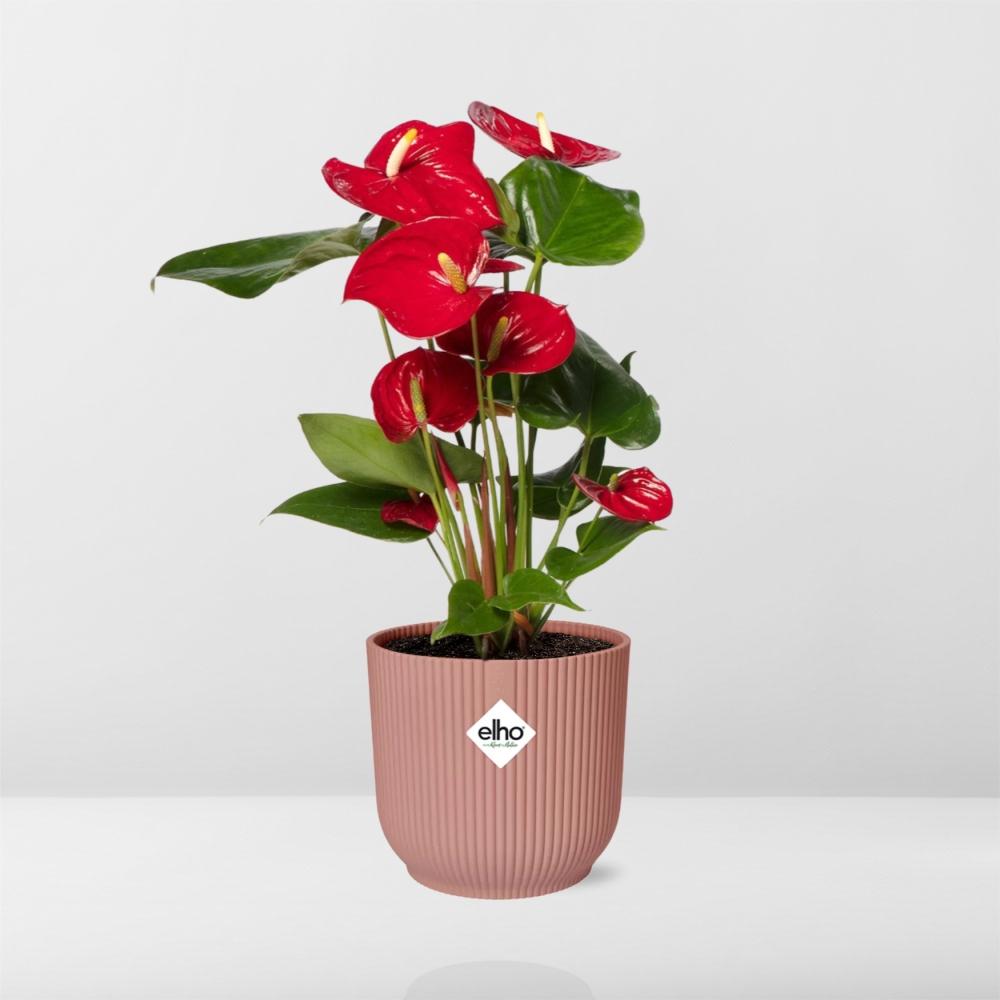 Anthurium Red 12cm im ELHO Vibes Fold 14cm Topf roze