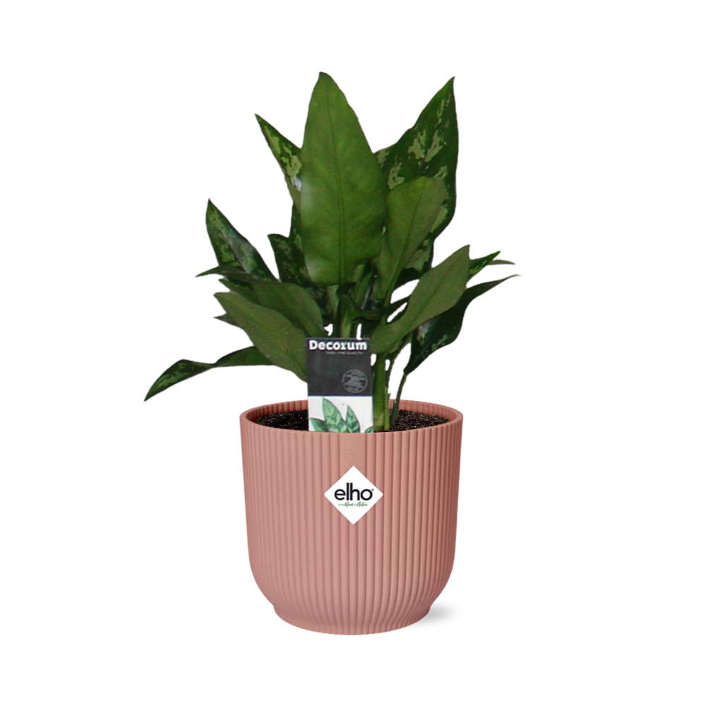 Aglaonema Maria – Pflegeleichte Zimmerpflanze im ELHO Vibes Fold 14cm Topf