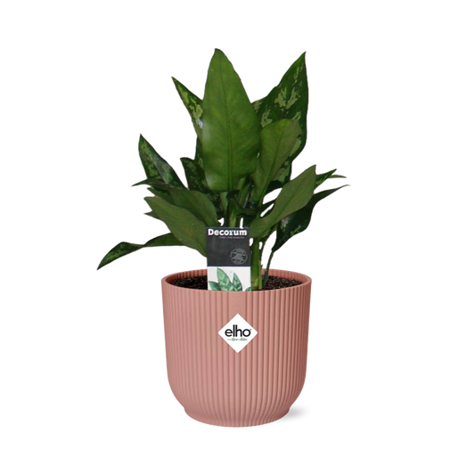 Aglaonema Maria – Pflegeleichte Zimmerpflanze im ELHO Vibes Fold 14cm Topf