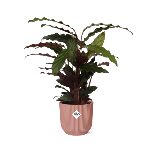 Calathea Rufibarba ‘Tropistar’ in ELHO Vibes Fold 14cm rosa