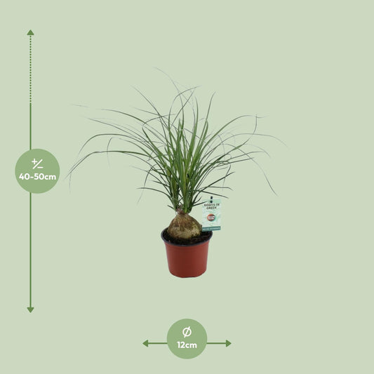 Beaucarnea Nolina Recurvata – pflegeleichte Elefantenfußpflanze Ø12cm