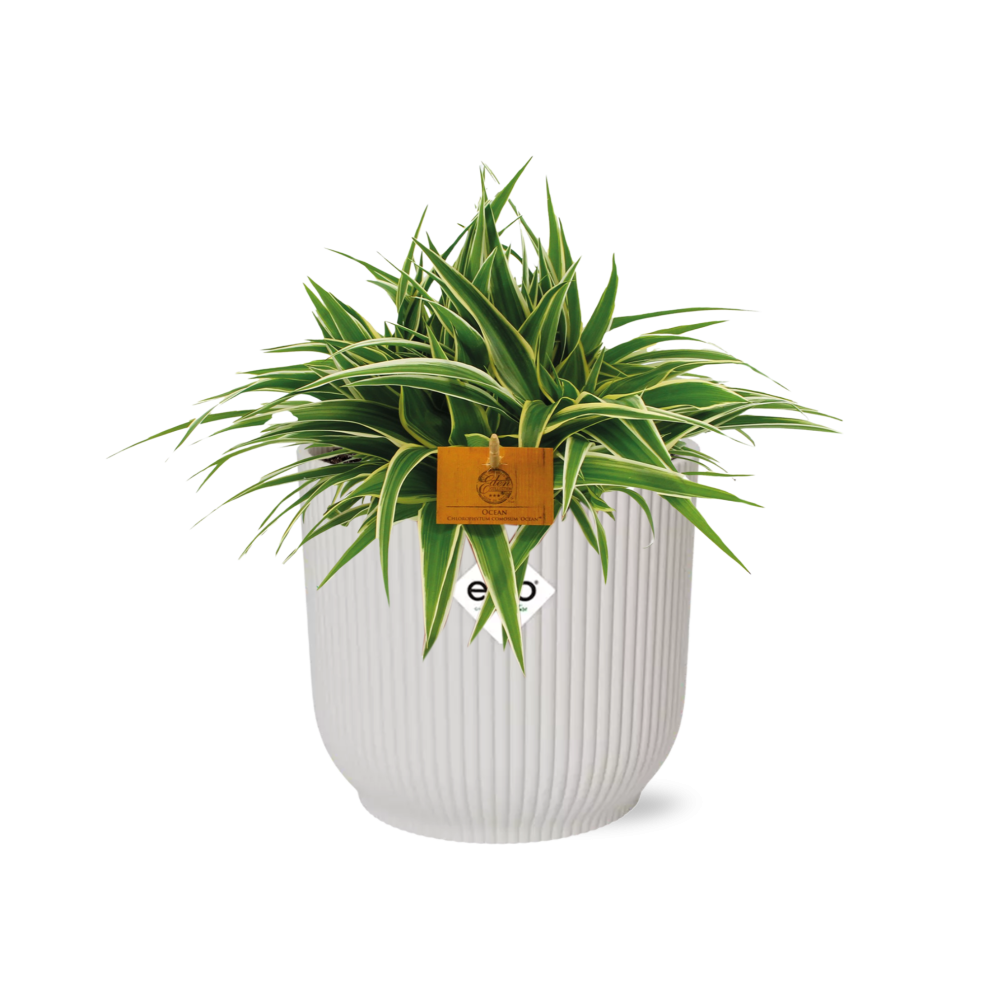 Chlorophytum Ocean 15cm in ELHO Vibes Fold weiß