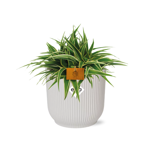 Chlorophytum Ocean 15cm in ELHO Vibes Fold weiß