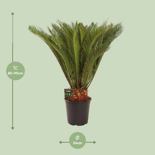 Cycas Revoluta - Pflegeleichte Farnpalme Ø24 cm, 90 cm hoch