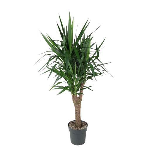 Yucca Elephantipes - Elefantenpalme 150 cm Ø31 cm