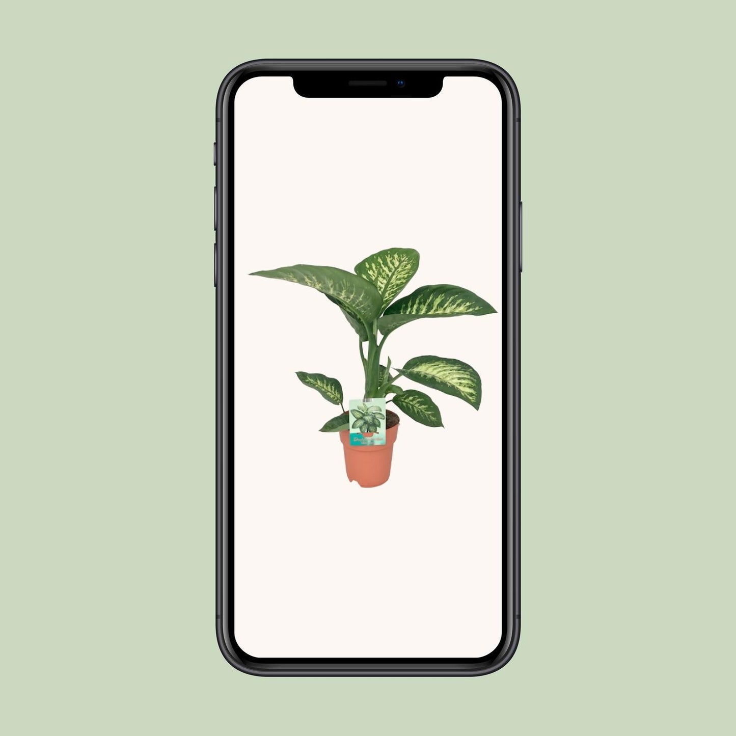 Dieffenbachia Seguine Tropic Snow – Pflegeleichte Zimmerpflanze Ø19cm