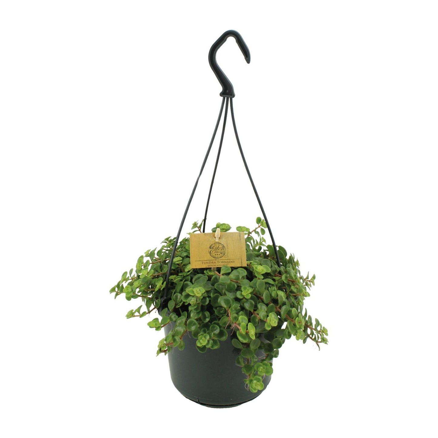 Sedum Tornado – Pflegeleichter Mauerpfeffer Ø15cm