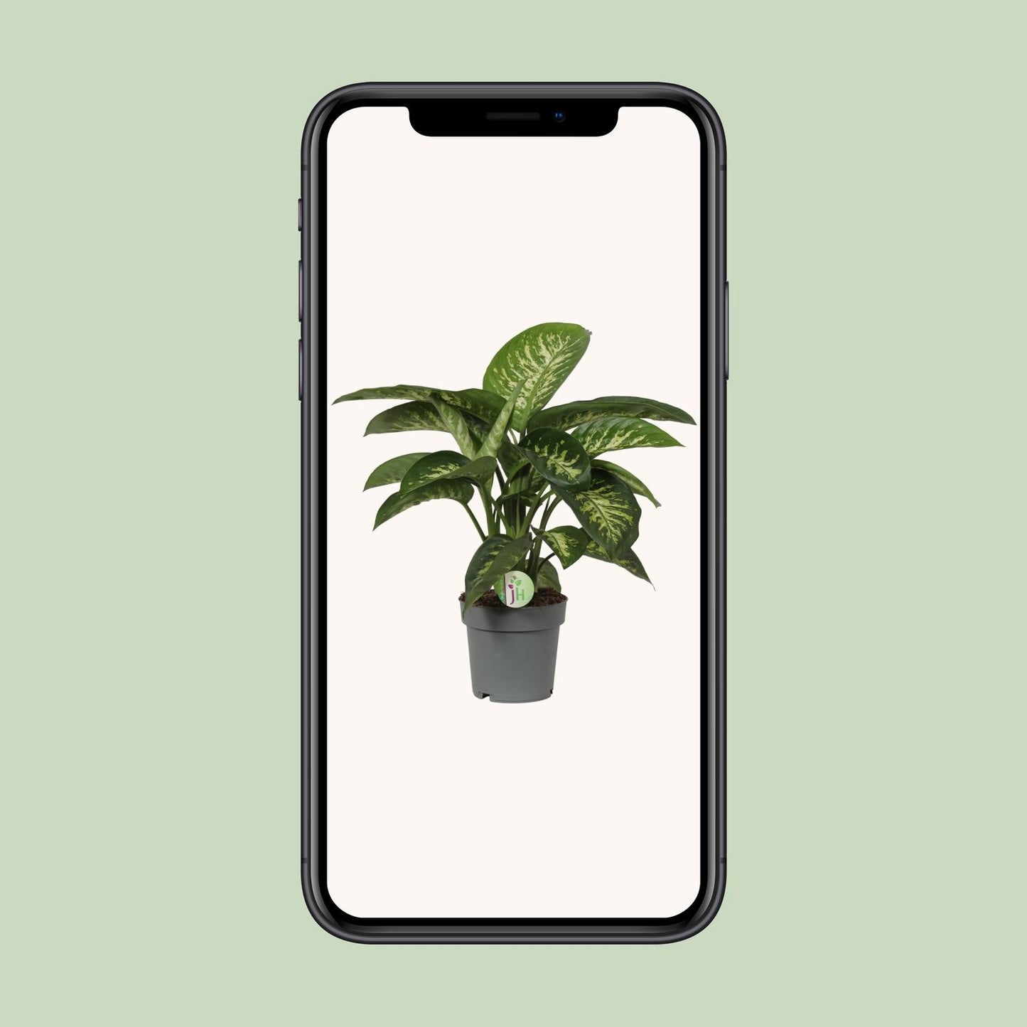 Dieffenbachia Reeva Ø19cm – Pflegeleichte Blattschmuckpflanze