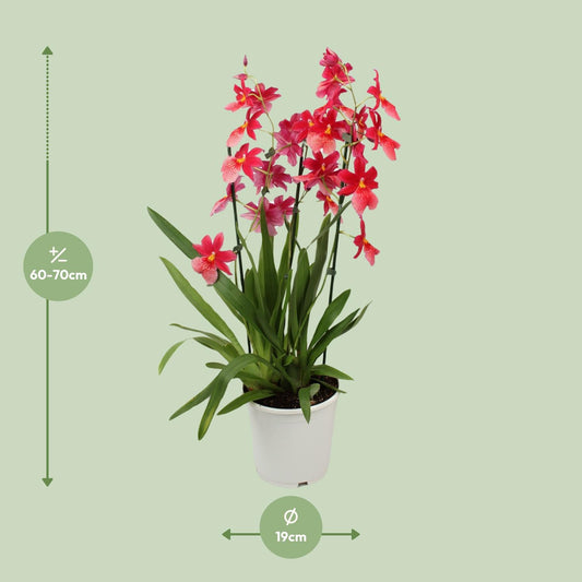 Orchidee Cambria Nelly Isler – Ø19cm, ca. 70cm hoch