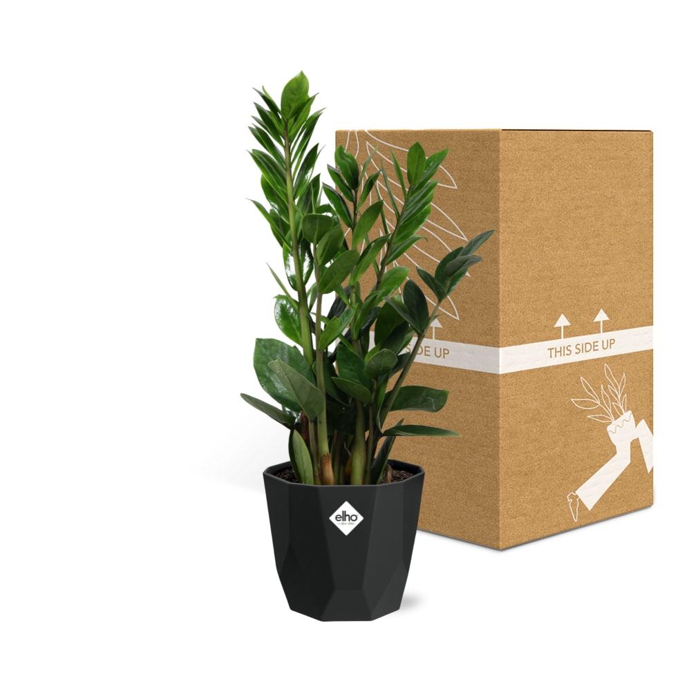 Zamioculcas – Pflegeleichte ZZ-Pflanze im schwarzen Topf