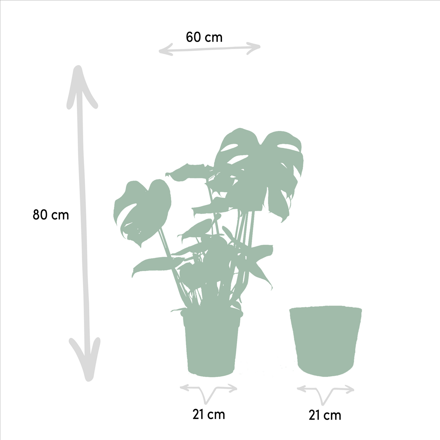 Strelitzia Nicolai & Monstera Deliciosa im Korb Ø19/21cm