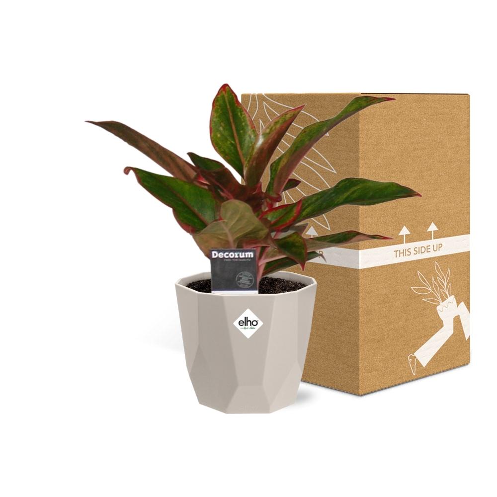 Aglaonema Crete in ELHO b.for rock 14 cm warm grey – Pflegeleichte Zimmerpflanze