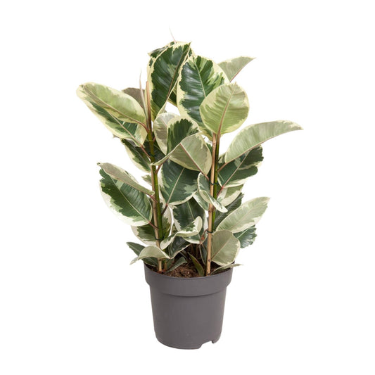 Ficus Elastica Tineke – Eleganter Gummibaum Ø27cm, 100cm hoch