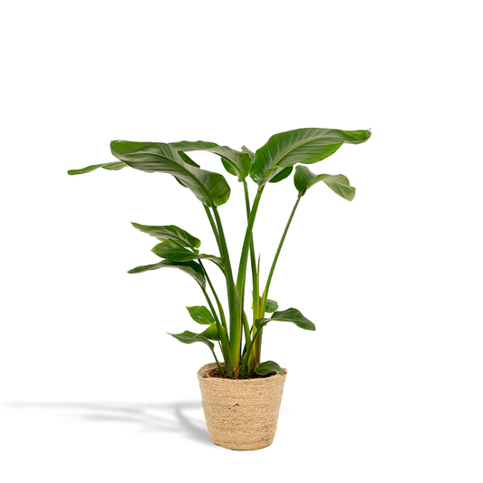 Strelitzia Nicolai Ø19cm – XXL Zimmerpflanze mit Korb Selin