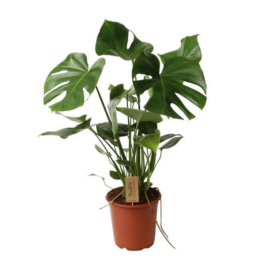 Monstera Deliciosa – Pflegeleichte Schweizer Käse Pflanze Ø21cm