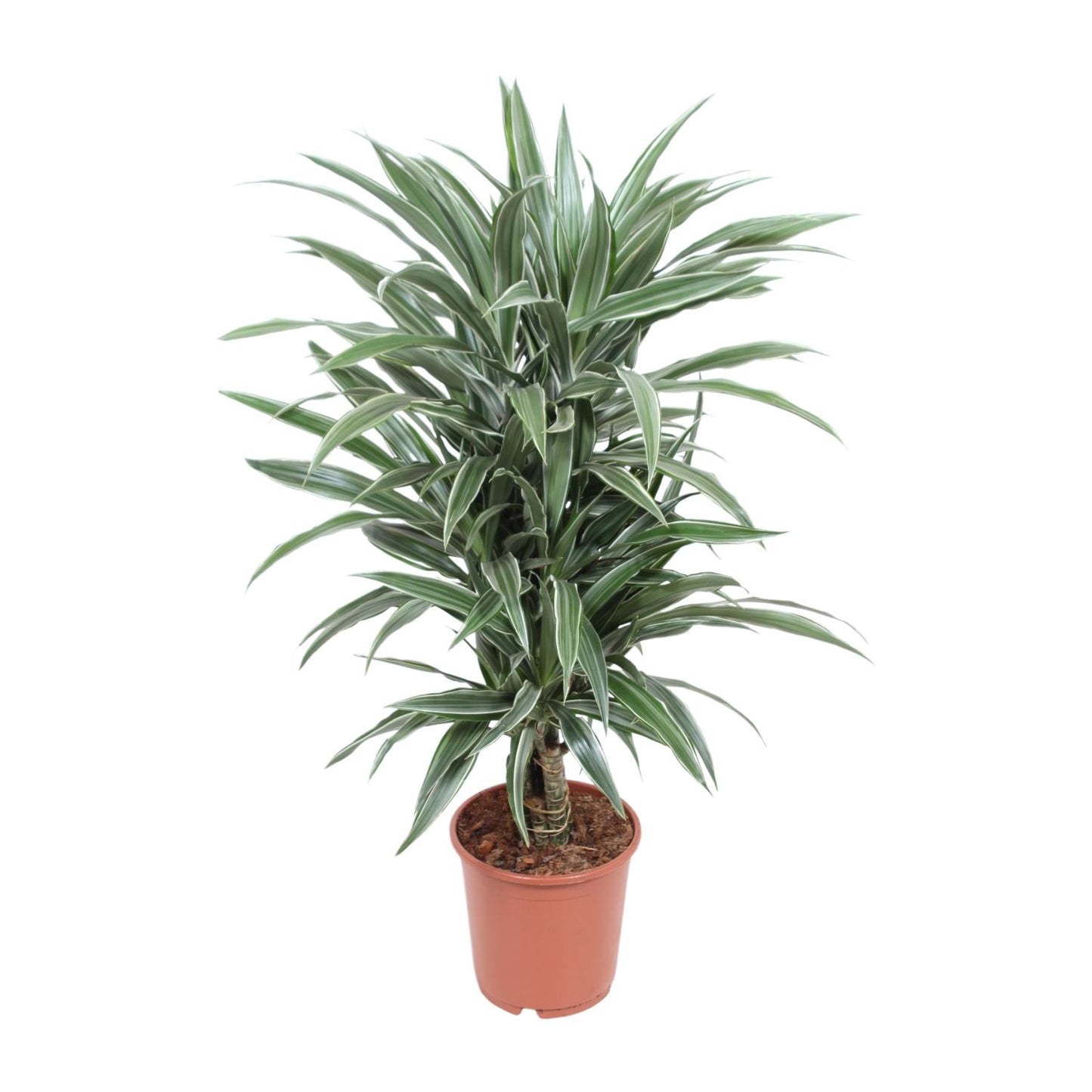 Dracaena Warneckei – Eleganter Drachenbaum Ø24cm, 100cm hoch