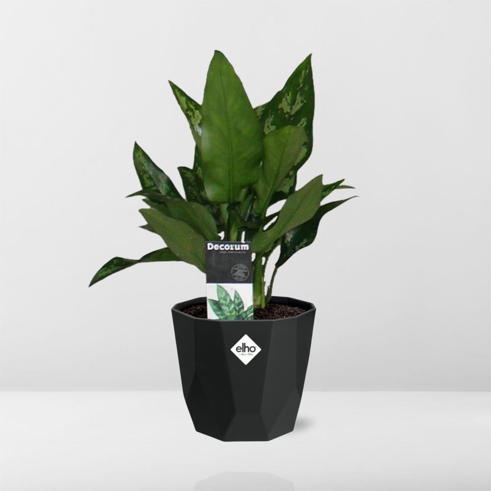 Aglaonema Maria – Pflegeleichte Zimmerpflanze im schwarzen Topf