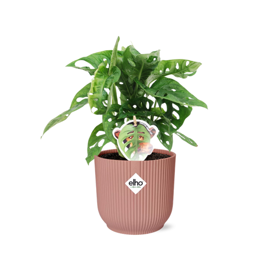 Monstera ‘Monkey Leaf’ im ELHO Vibes Fold 14cm Topf rosa