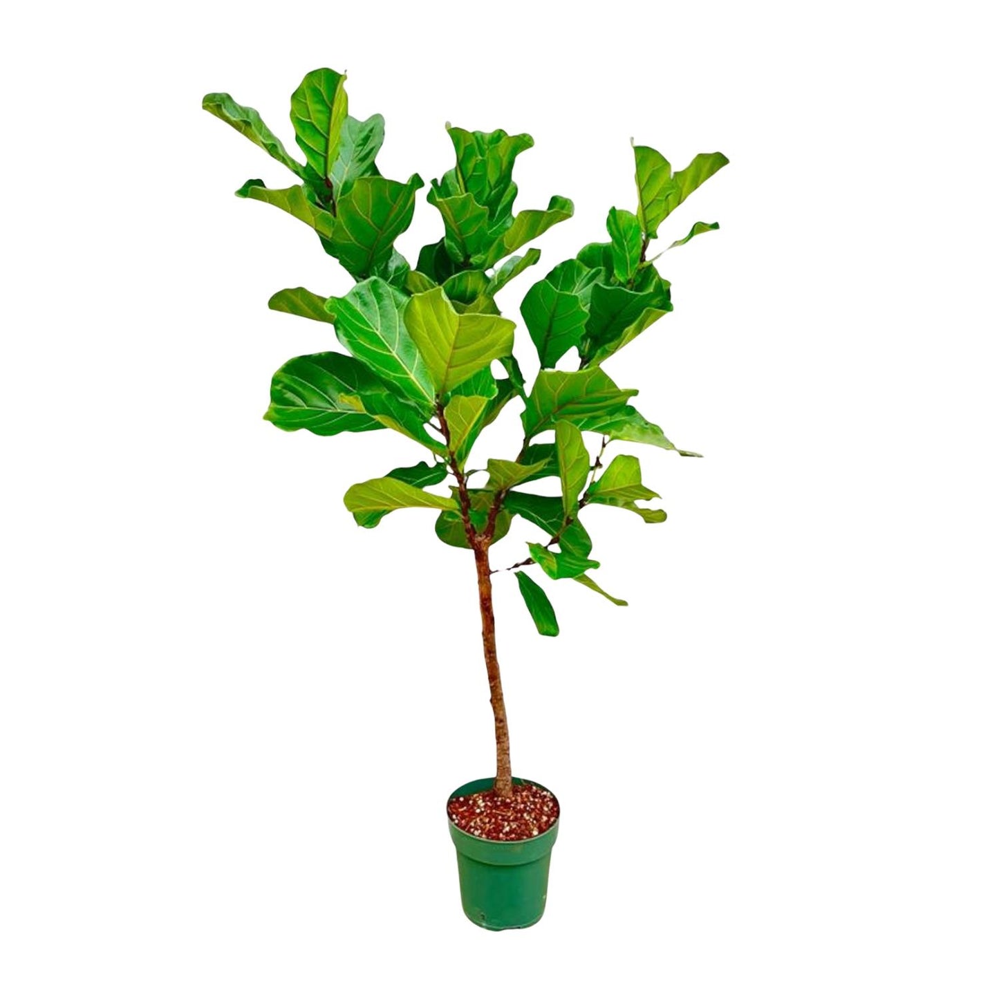 Ficus Lyrata Stamm – 170 cm – Ø 30 cm