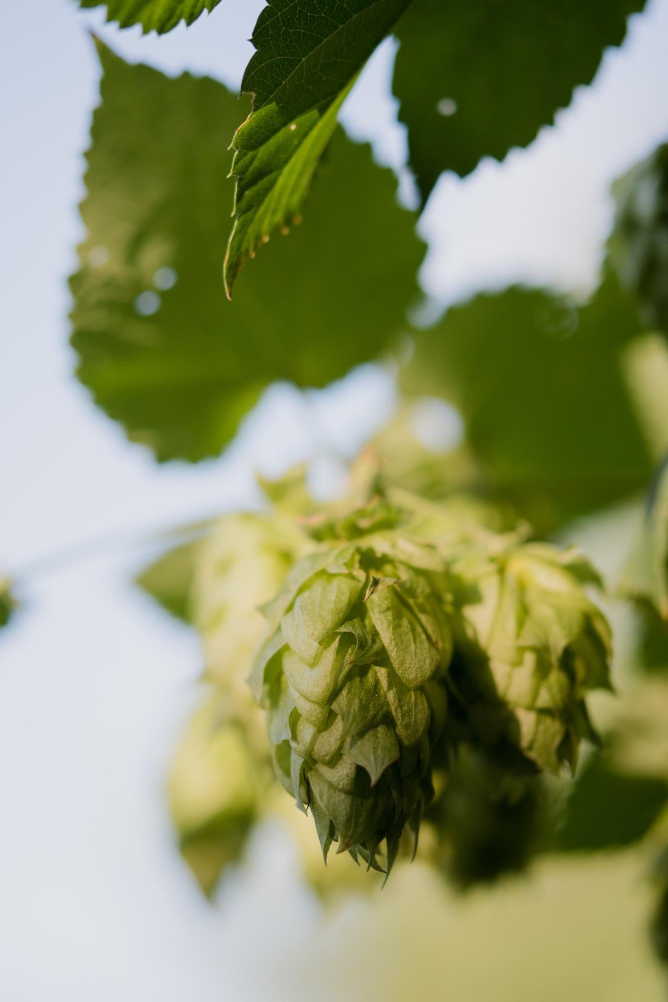 Humulus lupulus 'Nordbrau' – Hopfenpflanze Ø15cm, ca. 65cm hoch