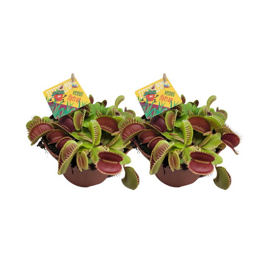 Dionaea Muscipula - Venusfliegenfalle im 2er-Set Ø12cm