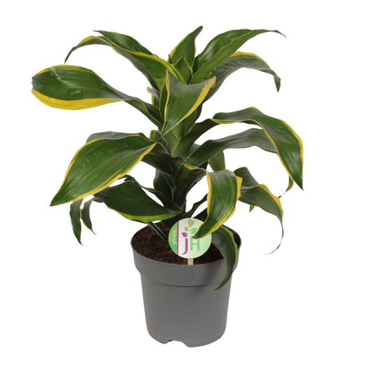 Dracaena Fragrans Grün Gelb – Pflegeleichte Zimmerpflanze Ø17cm