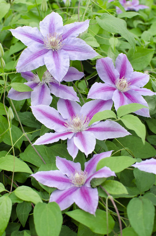 Clematis Dr. Ruppel – Blühende Kletterpflanze Ø15cm, 65cm hoch
