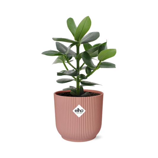Clusia Princess im ELHO Vibes Fold 14cm Topf rosa