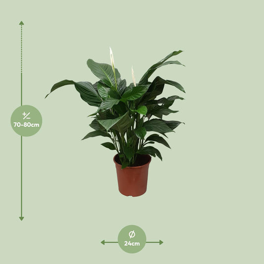 Friedenslilie Spathiphyllum Sweet Silvana Ø24cm, ca. 80cm