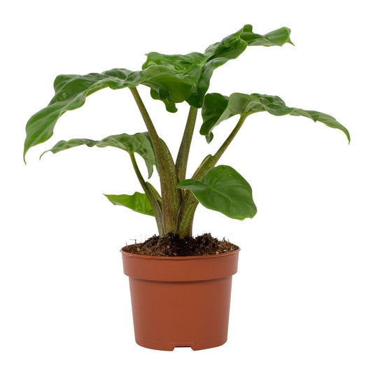 Alocasia Low Rider – Elefantenohr Zimmerpflanze Ø12cm