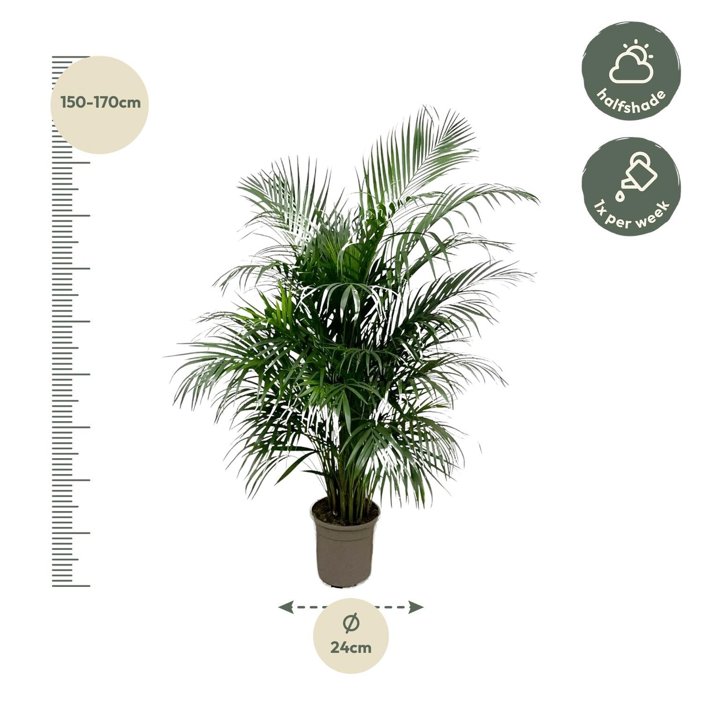 Dypsis Lutescens (Areca-Palme) 150 cm – pflegeleicht & elegant