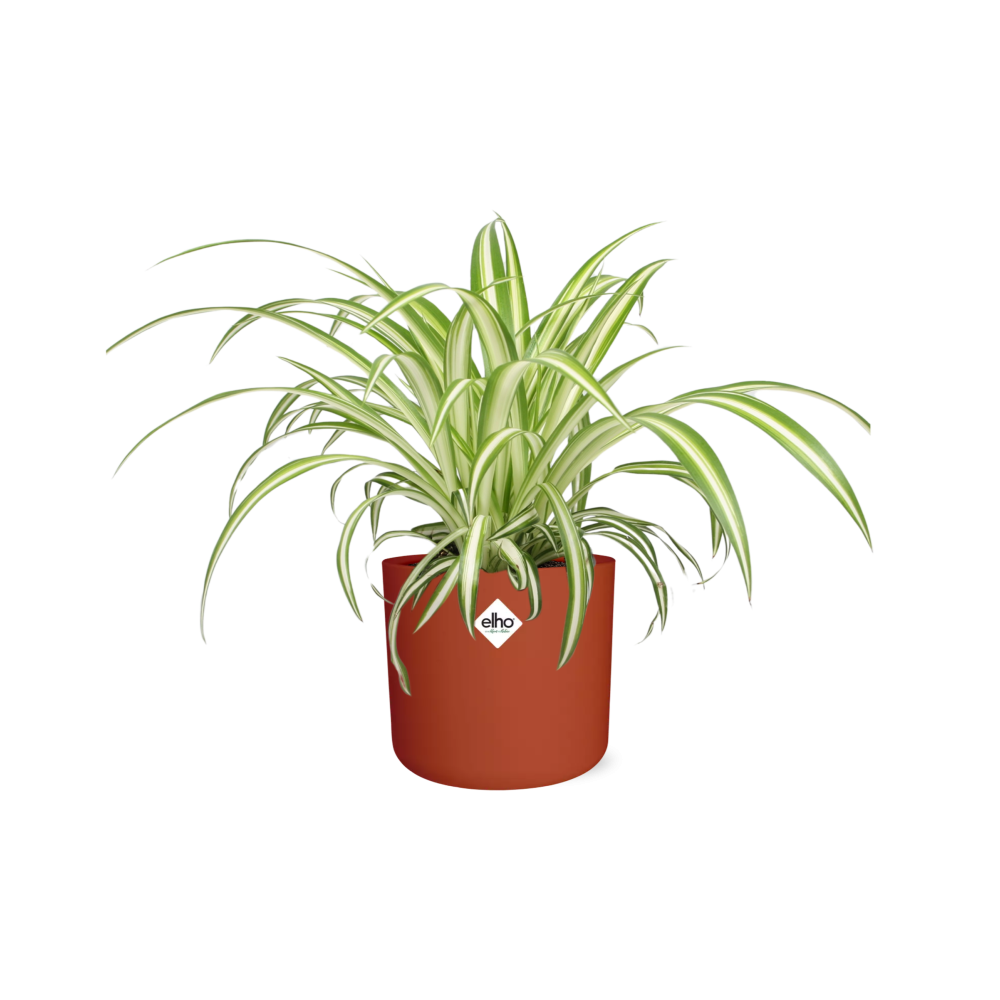 Chlorophytum Comosum Variegatum – pflegeleichte Spiderpflanze im ELHO Topf