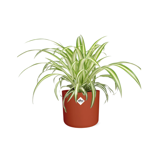 Chlorophytum Comosum Variegatum – pflegeleichte Spiderpflanze im ELHO Topf