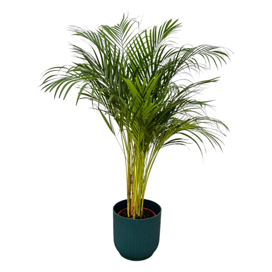 Areca-Palme im elho Vibes Fold Round Topf Ø30cm, 130cm hoch