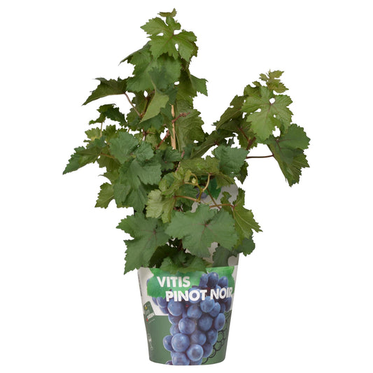 Vitis Pixie Pinot Noir – Zwergtraube im Ø21cm Topf