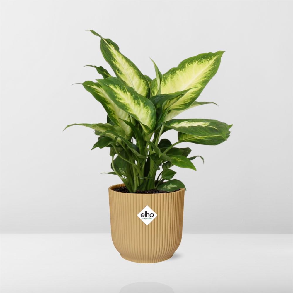 Dieffenbachia ‘Camilla’ im ELHO Vibes Fold 14cm Topf gelb