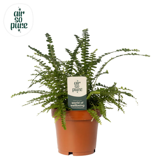 Nephrolepis Duffii Boston-Farn Ø12cm – Pflegeleicht & Luftreinigend