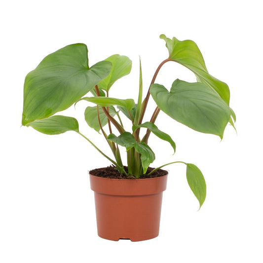 Homalomena Rubescens Maggy – Pflegeleichte Zimmerpflanze Ø12cm