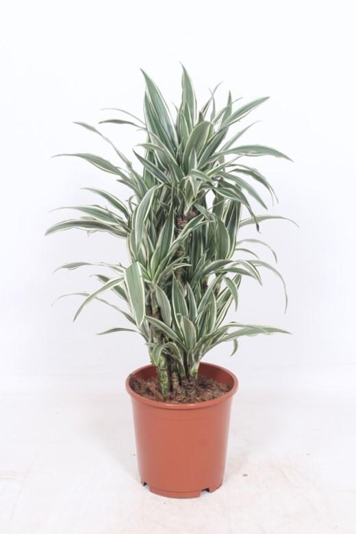 Dracaena White Stripe – pflegeleichte Zimmerpflanze Ø24cm