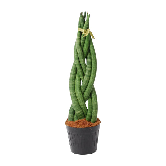 Sansevieria cylindrica 'Twist' – pflegeleichter Bogenhanf 40 cm