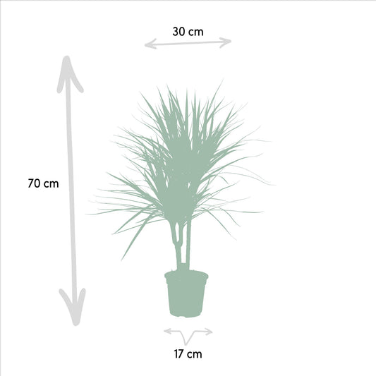 Dracaena Marginata – Pflegeleichter Drachenbaum Ø17cm, 90cm