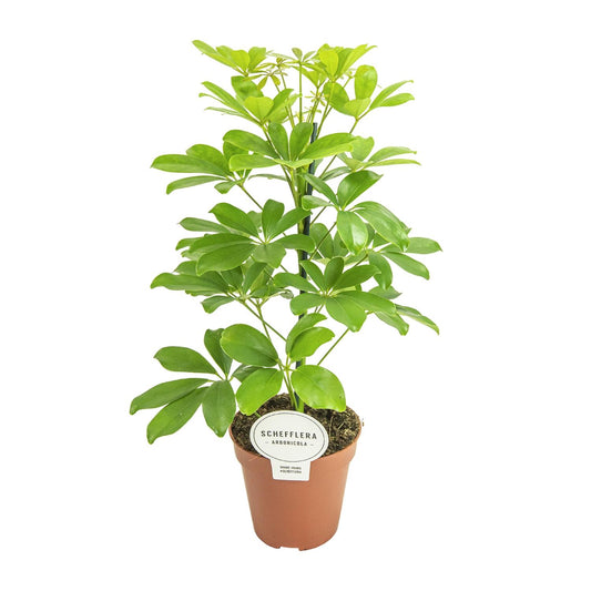Schefflera Nora - Pflegeleichter Schirmbaum Ø13cm, 45cm hoch