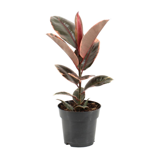 Ficus Elastica Belize – Pflegeleichter Gummibaum Ø17cm, 55cm hoch