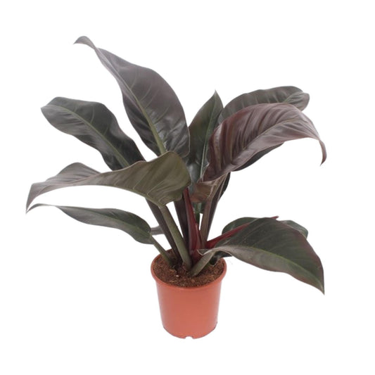 Philodendron Imperial Red – Pflegeleichte Zimmerpflanze Ø17cm